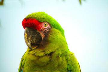 portrait of a parrot