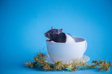 Cute domestic rat in white coffee cup isolated on blue background.Concept of New Year 2020.
