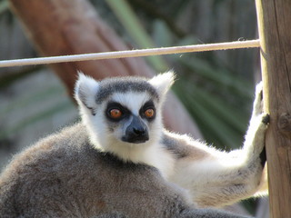ring tailed lemur on branch of tree © Tia