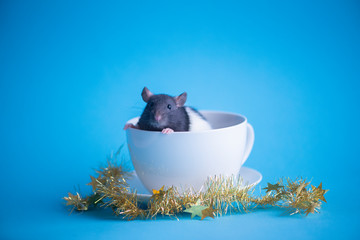 Cute domestic rat in white coffee cup isolated on blue background.Concept of New Year 2020.