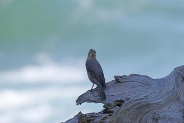海辺の鳥　イソヒヨドリ