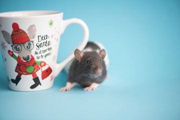 Cute domestic rat and white tea cup isolated on blue background.Concept of New Year 2020.