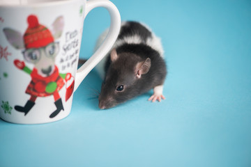 Cute domestic rat and white tea cup isolated on blue background.Concept of New Year 2020.