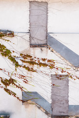 vieilles portes condamnées et lierre sur un vieux mur