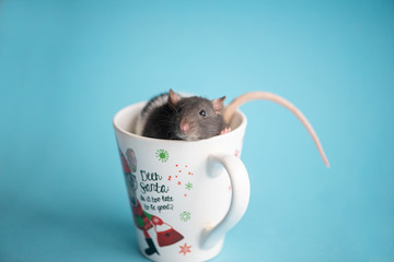 Cute domestic rat sitting in christmas cup isolated on blue background.Concept of New Year 2020.