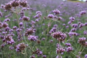 Small purple flowers in the garden