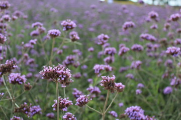 Small purple flowers in the garden