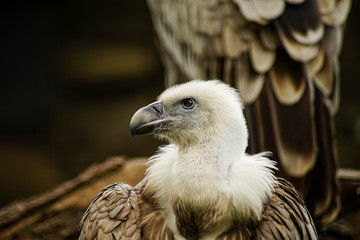 vulture portrait 