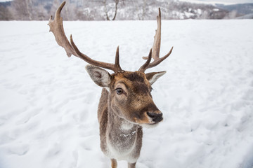 Beautiful deer in heavy winter.