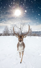 Beautiful deer in heavy winter.