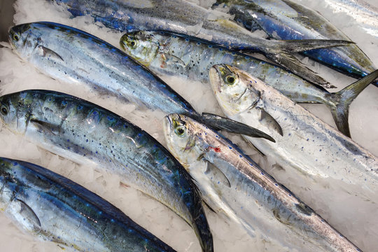 Mahi-mahi fish or common dolphinfish at seafood market