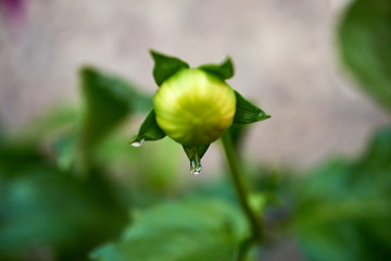 Beautiful drop of water on a green flower petal.