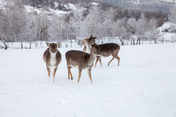 Beautiful deer in heavy winter.