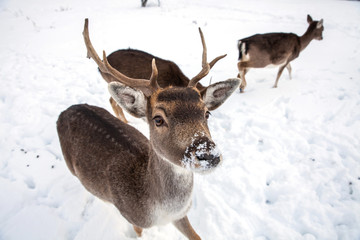 Beautiful deer in heavy winter.