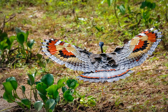 Side view of beautiful Sunbittern in flight against green background with wonderful patterned spread wings, Pantanal Wetlands, Mato Grosso, Brazil