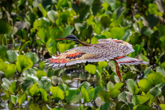 Side view of beautiful Sunbittern in flight against green background with wonderful patterned spread wings, Pantanal Wetlands, Mato Grosso, Brazil