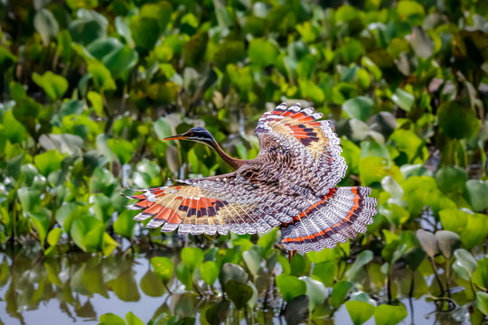 High angle view of beautiful Sunbittern in flight against green background with wonderful patterned spread wings, Pantanal Wetlands, Mato Grosso, Brazil