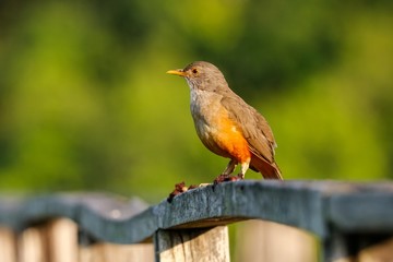 Close up of a Rufous-bellied Trush perched on a wooden railing against green background, Pantanal Wetlands, Mato Grosso, Brazil