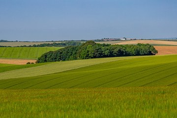 Fototapeta na wymiar Crops growing in fields during summer in Sussex
