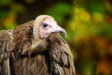 vulture portrait 