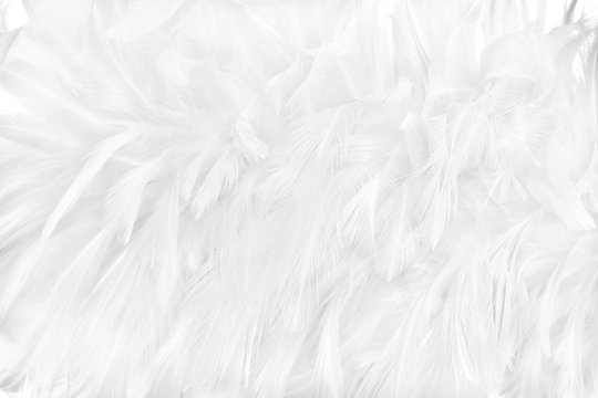 2,766,125 BEST Feathers IMAGES, STOCK PHOTOS & VECTORS | Adobe Stock