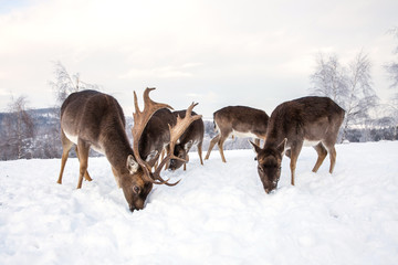 Obraz premium Beautiful deer in heavy winter.