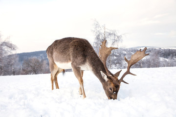 Beautiful deer in heavy winter.