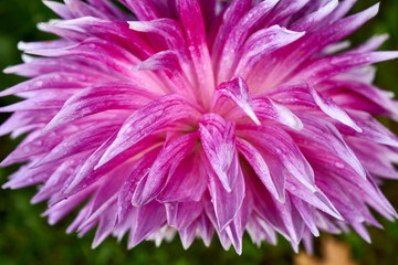 Pink flower petals, beautiful abstract background.