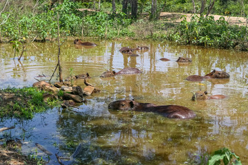 A big group of Capybara resting in a muddy pond in shade and sunlight, Pantanal Wetlands, Mato Grosso, Brazil
