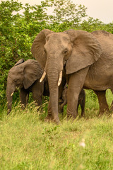 Obraz na płótnie Canvas Wild african elephant close up, Botswana, Africa