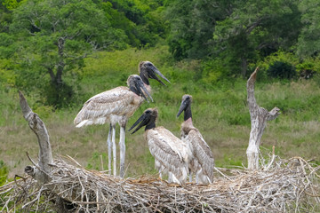 Close up of a Jabiru nest with four juvenile birds standing and sitting against green background, Pantanal Wetlands, Mato Grosso, Brazil