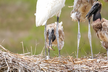 Close up of four juvenile Jabirus eating fish in their nest, heads down or standing, against green background, Pantanal Wetlands, Mato Grosso, Brazil