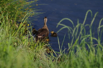 カルガモファミリー