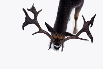 Beautiful deer in heavy winter.