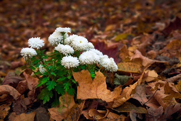 bush of white chrysanthemums in autumn foliage in the forest