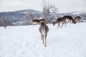 Beautiful deer in heavy winter.