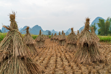 Rice field after harvesting in Trung Khanh, Cao Bang, Vietnam