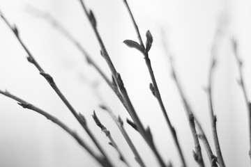 Thin branches with shoots and leaves, bw photo.