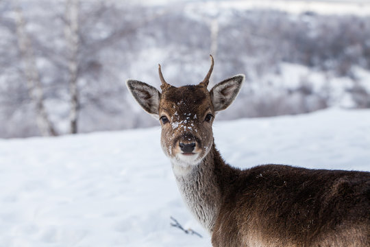 Beautiful deer in heavy winter.