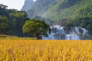 Ban Gioc waterfall with rice field in harvest time in Cao Bang, Vietnam