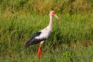 Fototapeta premium Maguari stork foraging in green grass, Pantanal Wetlands, Mato Grosso, Brazil