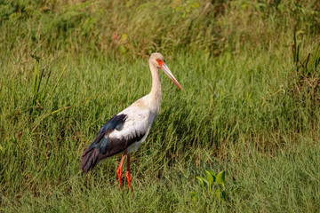 wetlands, wildlife, foraging, wading, close up, long beak, red legs, fauna, grass, stork, feather, beautiful, red, green, black, wild, animal, white, nature, beak, bird, american stork, brazil, ciconi