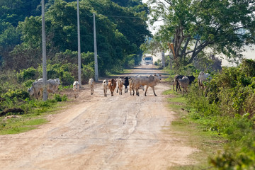 Cattle crossing the dirt Transpantaneiro road, an arriving  truck in the background, Pantanal Wetlands, Mato Grosso, Brazil