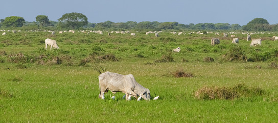 Fototapeta premium Panorama of typical Pantanal pasture land with white cattle and egrets, Pantanal Wetlands, Mato Grosso, Brazil