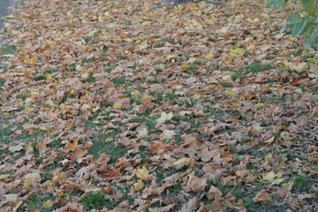 Yellow autumn leaves lying on the ground