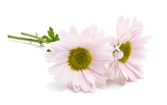 Pink Chrysanthemum Isolated