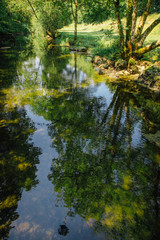 rivière et reflets d'arbres en été