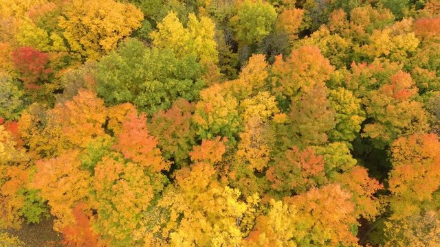 Pastel looking painted forest in fall viewed in stunning aerial perspective