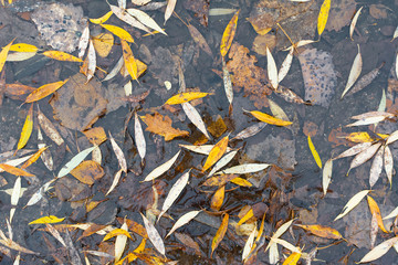 Autumn yellow leaves lie in a muddy puddle.