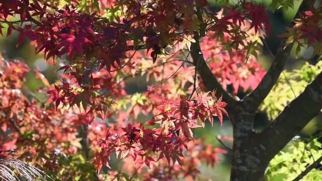 秋のイメージに使える赤く揺れる紅葉の動画
